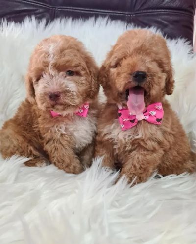 Labradoodle tenci F1B  